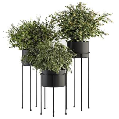 植物盆栽-2